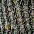 Terspersed with patches of greenish blue lichen possibly Xanthoria Royalty Free Stock Photo