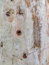 Close-Up of Tree Bark with Unique Patterns