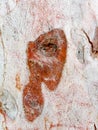 Close-Up of Tree Bark with Unique Patterns