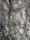 Close-up of tree bark. Vertical photo, wood texture Royalty Free Stock Photo