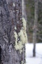 Close-up of tree bark in winter Royalty Free Stock Photo