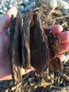 Close up of a tree barks or woodchips for mulching or garden decoration