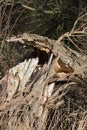 Close-up of a tree blown down in high wind. Forest damage Royalty Free Stock Photo