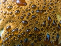 Close-up on tree bracket fungus surface with red condensate droplets