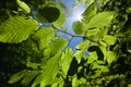 Close up of tree branch with bright green leaves with blue sky and sun shining Royalty Free Stock Photo