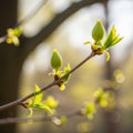 A tree branch with budding leaves and unopened flower buds, likely from Royalty Free Stock Photo
