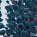 Close-up of a tree branch covered in dark foliage with bright red tips, creating a vibrant contrast Royalty Free Stock Photo