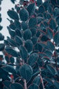 Close-up of a tree branch covered in dark foliage with bright red tips, creating a vibrant contrast Royalty Free Stock Photo