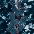 Close-up of a tree branch covered in dark foliage with bright red tips, creating a vibrant contrast Royalty Free Stock Photo