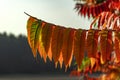 Closeup of a tree branch with leaves in beautiful red autumn shades