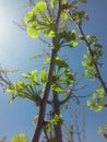 Close-up of tree branch and leaves Royalty Free Stock Photo