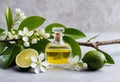 A close-up of a tree branch with limes and a perfume bottle on a white background Royalty Free Stock Photo