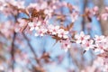 Close-up of tree branch with pastel pink springtime flowers and blue sky background