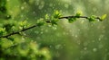 Close-up of tree branch with water droplets on leaves Royalty Free Stock Photo
