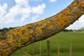 Close up of a tree branch with yellow fungus like growth Royalty Free Stock Photo