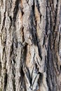 Close up of a tree. Brown tree bark, bark texture. Textures for graphic design and Photoshop Royalty Free Stock Photo