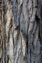 Close up of a tree. Brown tree bark, bark texture. Textures for graphic design and Photoshop Royalty Free Stock Photo