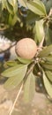 A close-up of a tree with a brown fruit sapota Royalty Free Stock Photo