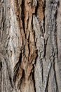 Close up of a tree. Brown tree bark, bark texture. Textures for graphic design and Photoshop Royalty Free Stock Photo