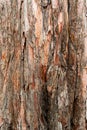 Close up of a tree. Brown tree bark, bark texture. Textures for graphic design and Photoshop Royalty Free Stock Photo