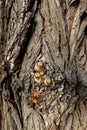 Close up of a tree. Brown tree bark, bark texture. Textures for graphic design and Photoshop Royalty Free Stock Photo