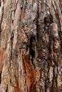 Close up of a tree. Brown tree bark, bark texture. Textures for graphic design and Photoshop Royalty Free Stock Photo