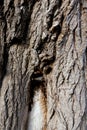 Close up of a tree. Brown tree bark, bark texture. Textures for graphic design and Photoshop Royalty Free Stock Photo