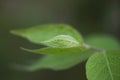 Close up of tree buds in spring Royalty Free Stock Photo