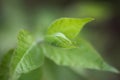 Close up of tree buds in spring Royalty Free Stock Photo