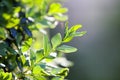 Close-up of tree or bush branches with beautiful bright green and blue fresh shiny small leaves glowing in summer sunlight on blur Royalty Free Stock Photo
