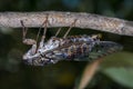 Tree Cicada Royalty Free Stock Photo