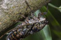 Tree Cicada Royalty Free Stock Photo