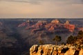 Close up of a tree on a cliff on the edge of the Grand Canyon with stunning sunset colors Royalty Free Stock Photo