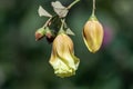 Close up  Tree Cotton of Gossypium hirsutum in a garden.Also known as upland cotton or Mexican cotton. Royalty Free Stock Photo