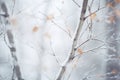 a close up of a tree covered in snow