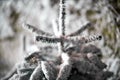 A close up of a tree covered in snow Royalty Free Stock Photo