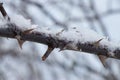 A close up of a tree covered in snow Royalty Free Stock Photo