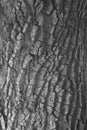 Close-up image monochrome of texture old tree dry bark of trunk, vertical view. Royalty Free Stock Photo