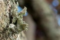 Close up of tree-dwelling lichens, growing on patch of bark, against a bokeh background, Upstate New York, NY, USA