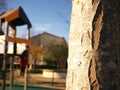 Close-up on a tree with an empty playground in background Royalty Free Stock Photo