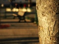 Close-up on a tree with an empty playground in background Royalty Free Stock Photo