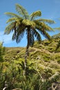 Close up of a tree fern