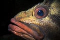 Close up of a Tree fish face in California
