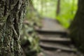 Close-Up on tree with forest path and stairs in the background Royalty Free Stock Photo