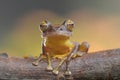 Close up tree frog look Royalty Free Stock Photo