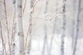 a close up of a tree with frost on it