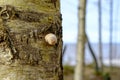 Close-up of a tree fungus on a birch trunk. Forest in the background. Royalty Free Stock Photo