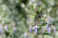 Tree germander teucrium fruticans flowers Royalty Free Stock Photo