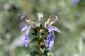 Tree germander teucrium fruticans flowers Royalty Free Stock Photo