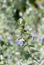 Tree germander teucrium fruticans flowers Royalty Free Stock Photo